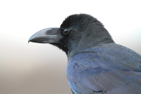 ハシブトカラス
